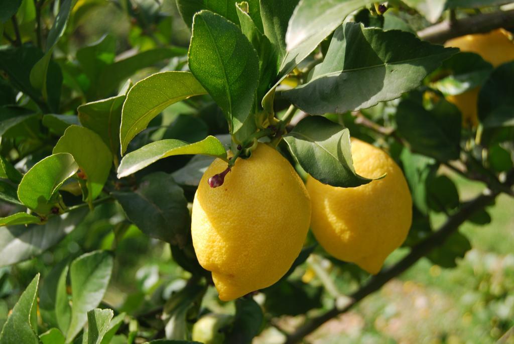 Finca Son Vivot Εξωτερικό φωτογραφία