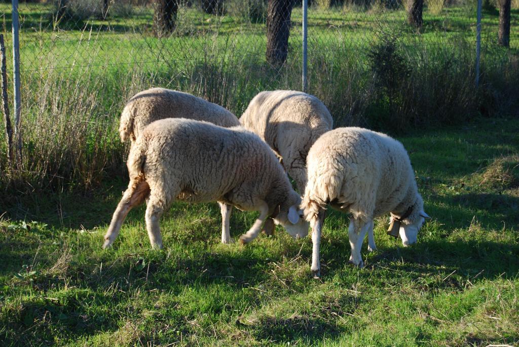 Finca Son Vivot Εξωτερικό φωτογραφία