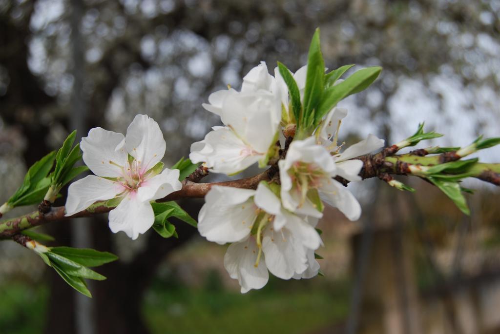 Finca Son Vivot Εξωτερικό φωτογραφία